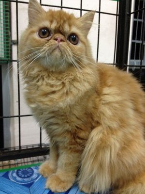 Flat Face Persian Kitten - Brown - Persian Cat