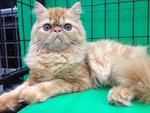 Flat Face Persian Kitten - Cream - Persian Cat