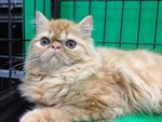 Flat Face Persian Kitten - Cream - Persian Cat