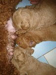 Tiny Toy Poodle - Poodle Dog