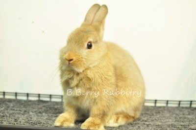 Netherland Dwarf - Chestnut Raya - Netherland Dwarf Rabbit