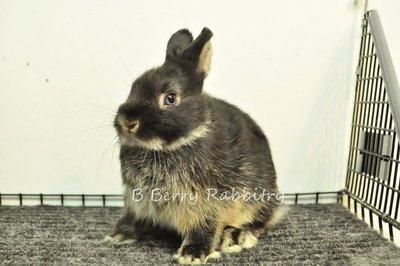 Netherland Dwarf - Black Vm Raya1 - Netherland Dwarf Rabbit