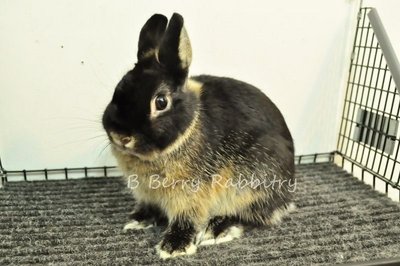 Netherland Dwarf - Black Otter Raya - Netherland Dwarf Rabbit