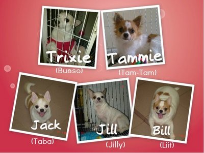 Trixie, Tammie, Jack, Bill, Jill - Chihuahua Dog