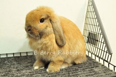 Holland Lop - Tort 247 - Holland Lop Rabbit