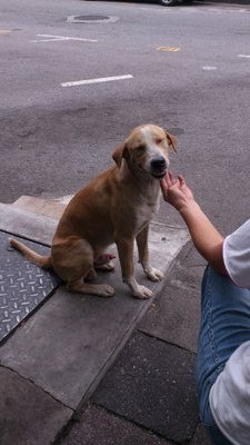 Hugo - Mixed Breed Dog