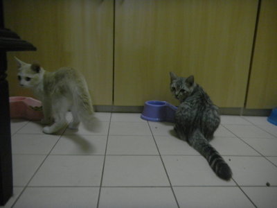 Tuah &amp; Happy - Domestic Short Hair Cat