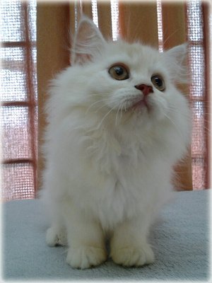 Gorgeous  - Maine Coon + Persian Cat