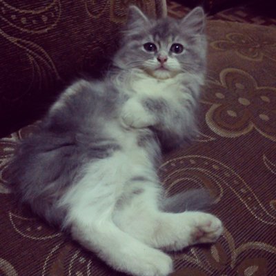 Vivy - Maine Coon + Persian Cat