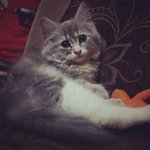 Vivy - Maine Coon + Persian Cat