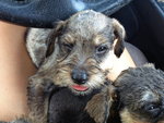 Homebreed Miniature Schnauzer  - Schnauzer Dog