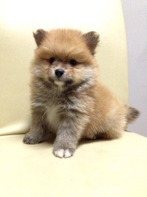Pomeranian Thick Fur Quality - Pomeranian Dog