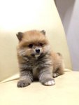 Pomeranian Thick Fur Quality - Pomeranian Dog