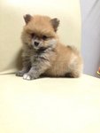 Pomeranian Thick Fur Quality - Pomeranian Dog
