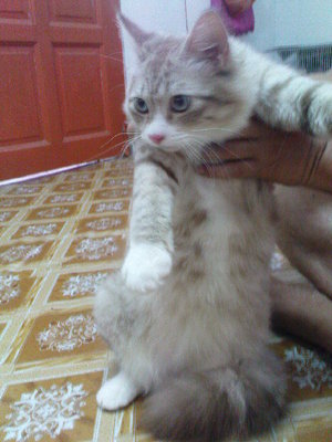 Bujal - Domestic Medium Hair Cat