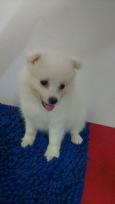 Cloud Japanese Spitz - Spitz Dog