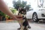 Big Bone Femalesiberian Husky Puppy - Siberian Husky Dog