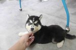 Big Bone Femalesiberian Husky Puppy - Siberian Husky Dog