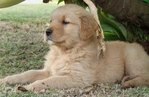 Male Golden Retriever Puppy - Golden Retriever Dog