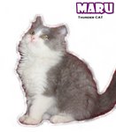 Maru - Ragamuffin Cat