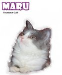 Maru - Ragamuffin Cat