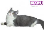 Maru - Ragamuffin Cat