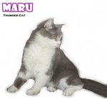 Maru - Ragamuffin Cat