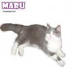 Maru - Ragamuffin Cat