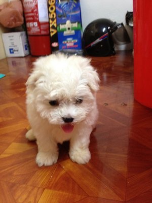 PF46686 - Maltese Dog