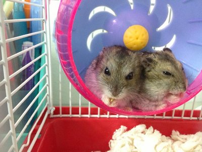 Cutie And Baby - Short Dwarf Hamster Hamster