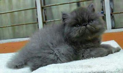 Muffin - Persian + Exotic Shorthair Cat