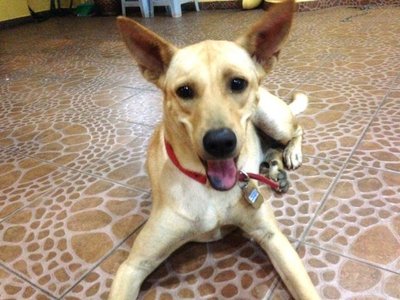 Brownie - Mixed Breed Dog