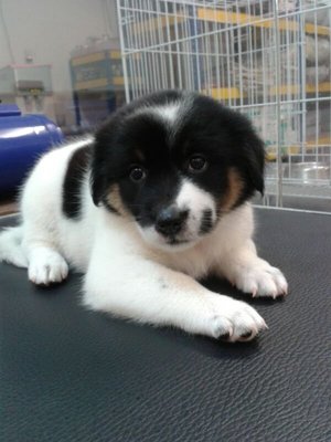 Panda - Mixed Breed Dog