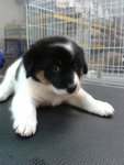 Panda - Mixed Breed Dog