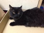 Rani Female Dlh - Domestic Long Hair Cat