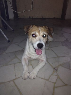 Jack - Jack Russell Terrier Dog