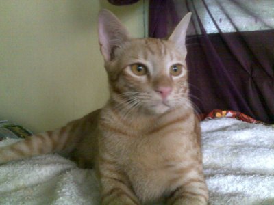 Simba - Domestic Short Hair Cat