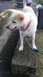 Kutty (Free Transport To Melaka/ns) - Spitz Mix Dog