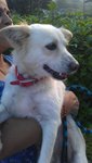 Kutty (Free Transport To Melaka/ns) - Spitz Mix Dog