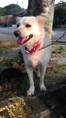 Kutty (Free Transport To Melaka/ns) - Spitz Mix Dog