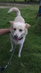 Kutty (Free Transport To Melaka/ns) - Spitz Mix Dog