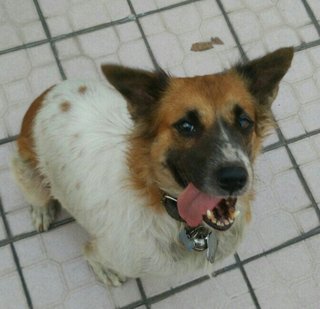 Spotty  - Mixed Breed Dog