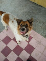 Spotty  - Mixed Breed Dog