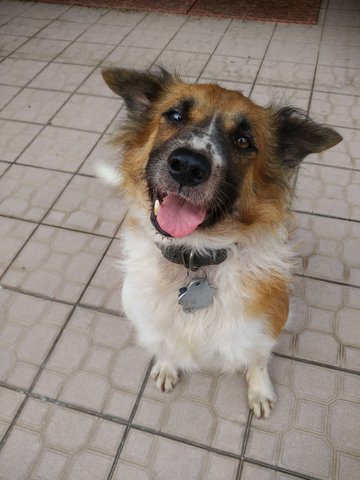 Spotty  - Mixed Breed Dog