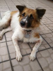 Spotty  - Mixed Breed Dog