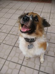 Spotty  - Mixed Breed Dog