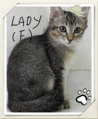 Lady &amp; Hammer - Domestic Short Hair Cat