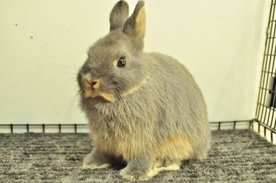 Netherland Dwarf - Blue Otter 287 - Netherland Dwarf Rabbit