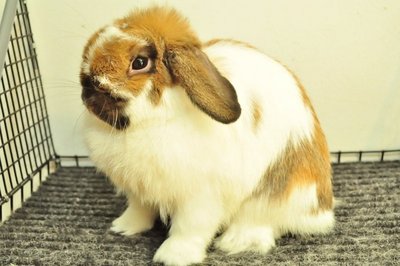 Holland Lop - Broken Tort 287 - Holland Lop Rabbit