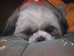 Ruby - Shih Tzu Dog